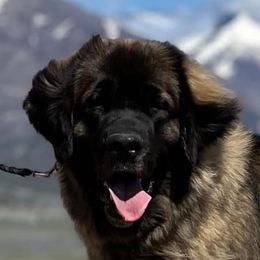 Katnis - Leonberger