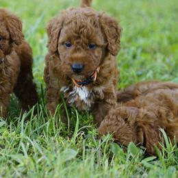 Ryan - Red  male Goldendoodle puppy in Augusta, West Virginia from Creation Goldedoodles