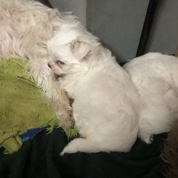 Companion Cross and Havanese Puppies from HannahJoy Hypoallergenic Pups