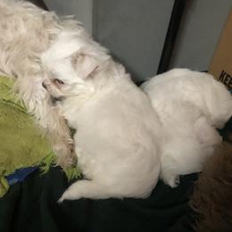 Companion Cross and Havanese Puppies from HannahJoy Hypoallergenic Pups