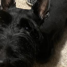 Scottish Terriers from Mehring’s Scotty’s