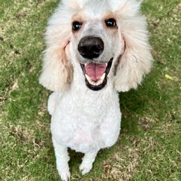 Bernedoodle and Goldendoodle Puppies from Central Texas Doodles, LLC.