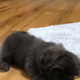 Shih Tzu Puppies from N.F.S.T Imperial ShihTzu Puppies.