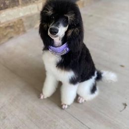 Poodle Puppies from Spanish Flower Standard Poodles