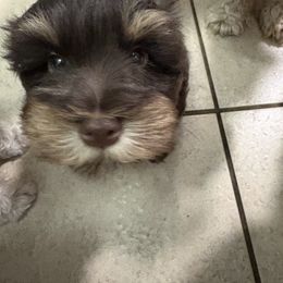 Miniature Schnauzer Puppies from Tamed by Emmy (Emariella’s Miniature Schnauzers)