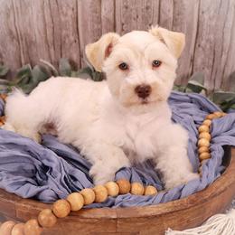 Lightning McQueen - Parti male Miniature Schnauzer puppy in Dorr, Michigan from Enchanted Paws