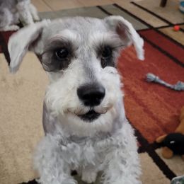 Bella - Miniature Schnauzer
