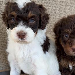 Almond Joy - Tri-color female Bernedoodle puppy in Richmond, Texas from Harper’s Heartbeats