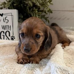 Penny - Dapple female Dachshund puppy in Gerber, California from Red Dirt Doxies