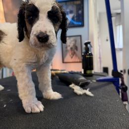 Yellow - Parti male Poodle puppy in Maryland from Hernwood Heelers & Poodles