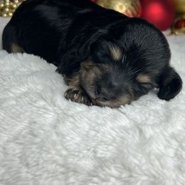 Pecan - Black and tan female Dachshund puppy in Payette, Idaho from NT Mini Doxies