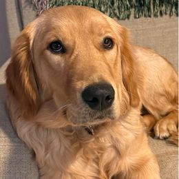 Moxie - Golden Retriever