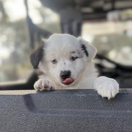 Miniature Australian Shepherd Puppies from Peace Creek Aussies