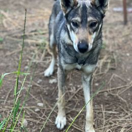 Waffles - Alaskan Husky