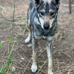 Waffles - Alaskan Husky