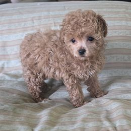 Gabriella - Red  female Poodle puppy in Grand Saline, Texas from Oldfield Outdoors