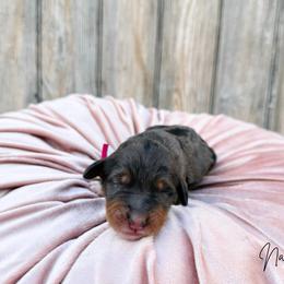 Nala - Blue merle female Bernedoodle puppy in Wamego, Kansas from Doodles of Oz