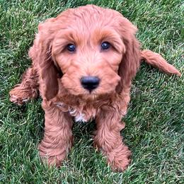 Eden's Yellow Male - Apricot male Goldendoodle puppy in Great Falls, Montana from Montana Goldendoodles