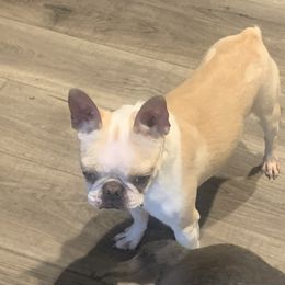 Indie - Boston Terrier