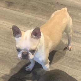 Indie - Boston Terrier
