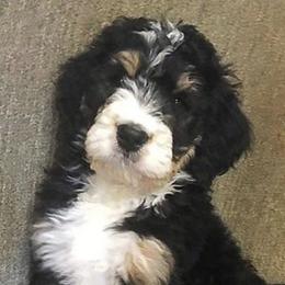 Goldendoodles from Bailey Mountain Doodles
