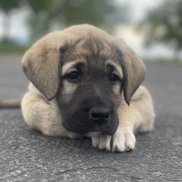 Lavender Girl (2) - Fawn female Anatolian Shepherd Dog puppy in Kalispell, Montana from Wild Rooster Family Farm – AKC Anatolian Shepherd Breeder, OFA Health Tested