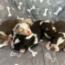 Miniature American Shepherd Puppies from Elm Creek Minis