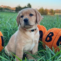 Orange Collar Girl - Yellow female Labrador Retriever puppy in Beaverdam, Virginia from Gold Heart Labradors