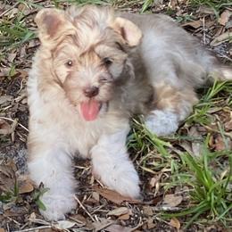 Chinese Crested puppies from Xcel's Xoloitzcuintli and Chinese Cresteds
