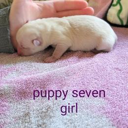 Pomsky Puppies from Nebula Ranch Pomskies