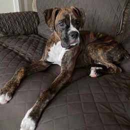 Boxer Puppies from Starlight Boxer Corner