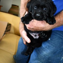 "Orange Boy" Labrador Retriever Puppies from Winterstrom Labradors