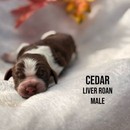 Cedar - Liver white and roan male English Springer Spaniel puppy in Uvalda, Georgia from Willow Creek Farms