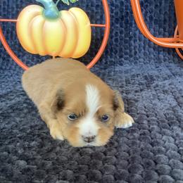 Havanese puppies from LUCKY HAVANESE