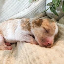 Cavapoo Puppies from Perfectly Playful Doodles
