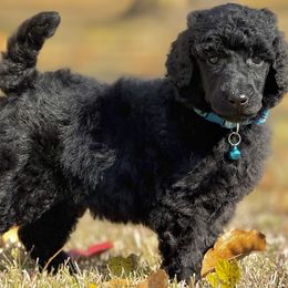 Mr. Aqua Collar - Black male Poodle puppy in Screven, Georgia from Dreamland Standard Poodles