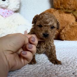 Maple - Red  female Poodle puppy in Elkhorn, Nebraska from Orel Toy & Miniature Poodles