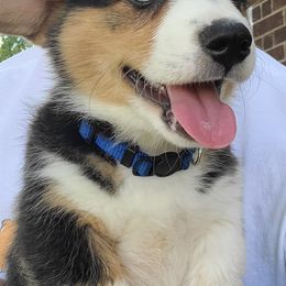 Pembroke Welsh Corgis from von Fluffy Bottoms