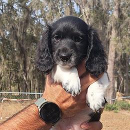 3500..Tucker - Piebald male Dachshund puppy in Winter Haven, Florida from Gateway 2 Little Paws