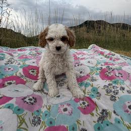 Rosie - Blenheim female Cavapoo puppy in Malad City, Idaho from Poppy Meadow Puppies
