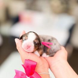 Rose-Hot Pink - Merle female Bernedoodle puppy in Ontario, California from Teddy Doodles & Standard Poodles