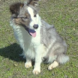 Border Collie All Grown Up from Little  Foxx Farms