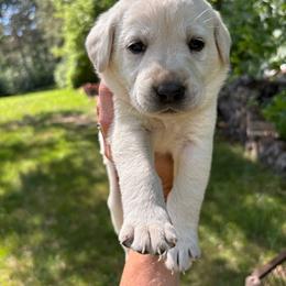 Purple collar - Yellow female Labrador Retriever puppy in Anoka, Minnesota from Sunshine Acres
