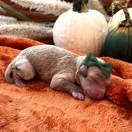 Maple - Apricot female Goldendoodle puppy in Easley, South Carolina from Our Darling Doodles