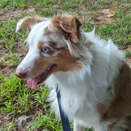 Aussiedoodles, Miniature Australian Shepherds, and Toy Australian Shepherds from WilderAcre