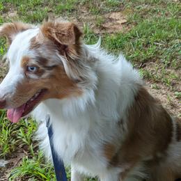 Aussiedoodles, Miniature Australian Shepherds, and Toy Australian Shepherds from WilderAcre