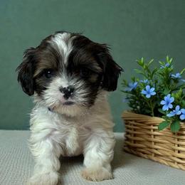 Trevor - Black gold and white male Cavatzu puppy in Oklahoma from Rocky Oak Cavaliers & Biewer Terriers LLC