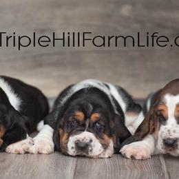 Basset Hounds from Triple Hill Farm