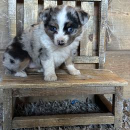 BMF - Blue merle female Toy Australian Shepherd puppy in Lexington, Nebraska from Osborne's Aussies
