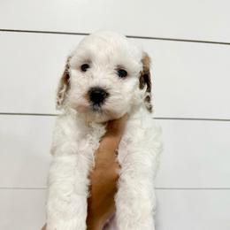 Aster (Blue) - Parti male Goldendoodle puppy in Payson, Utah from Life_on. Paws